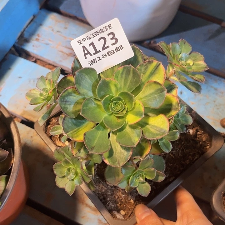 123彩蝶多肉植物