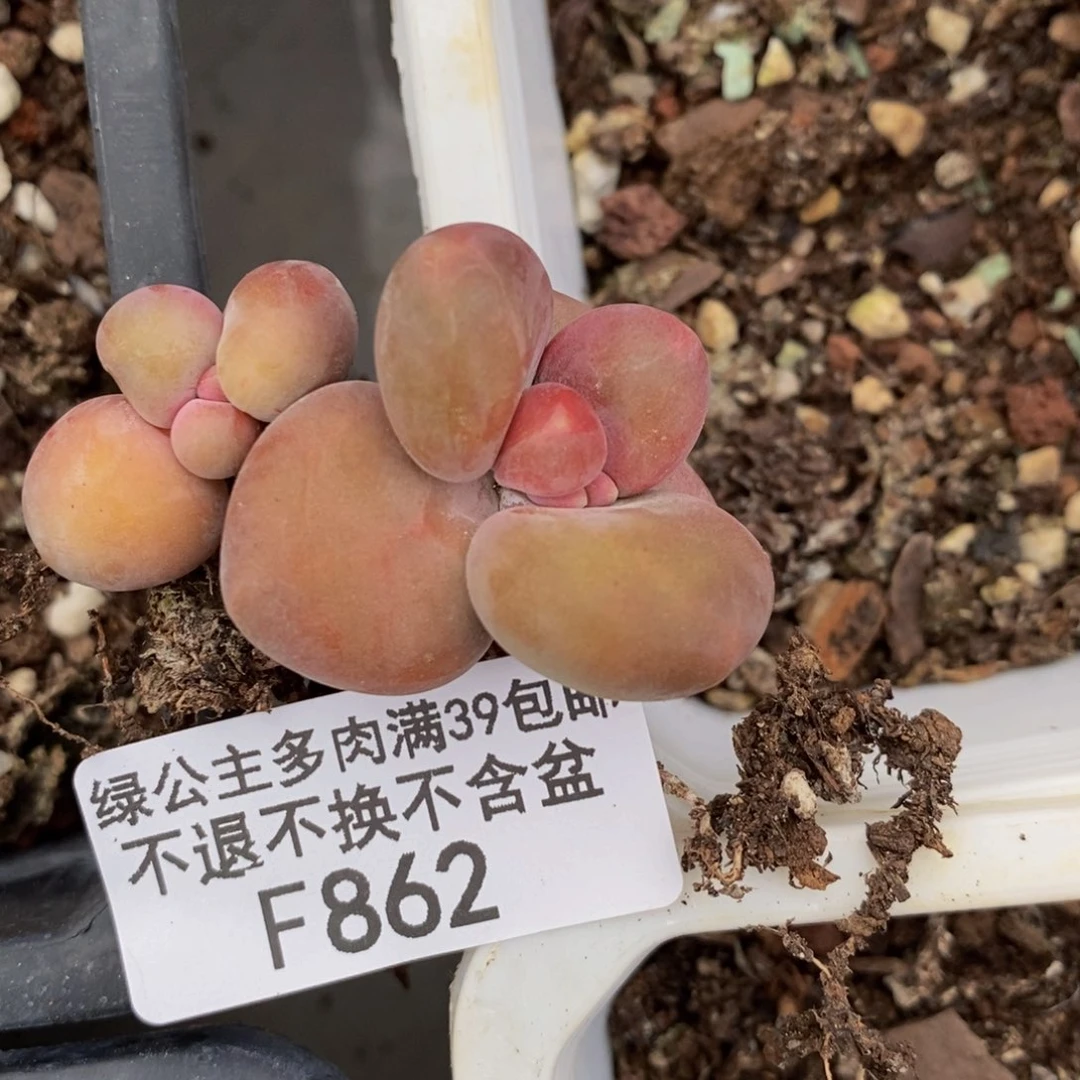 862芒果奶kk奶多肉3cm