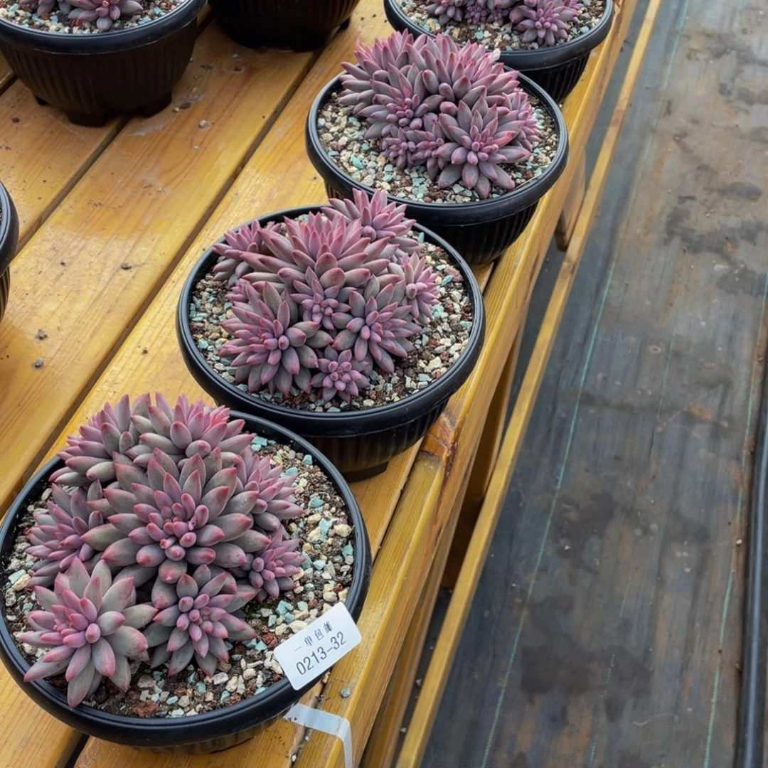 痞*右0213-32-虞美人10 颗。。。。。。