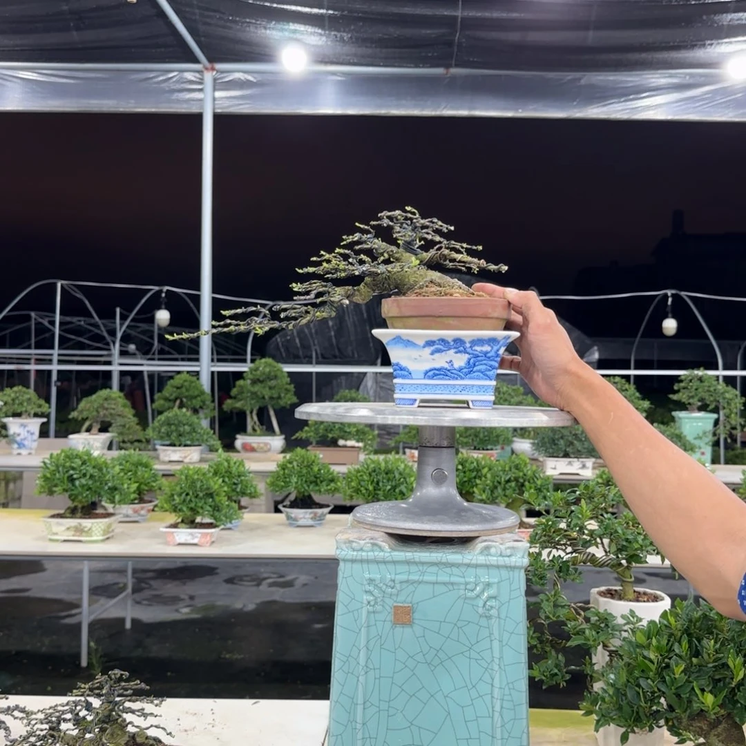 纪***恒盆器喜黛誉盆器喜黛誉