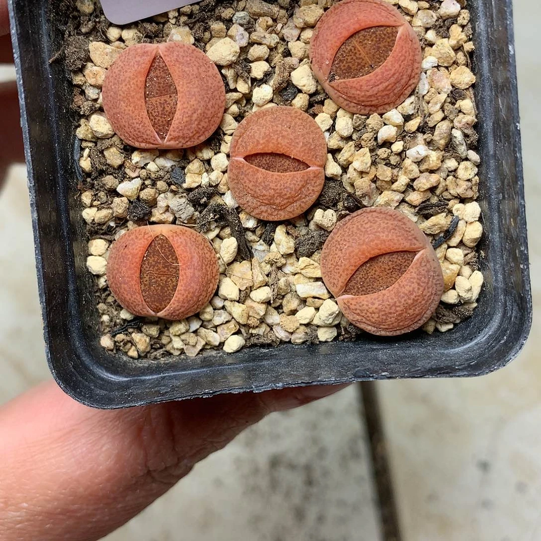 C706多肉植物保护研究所