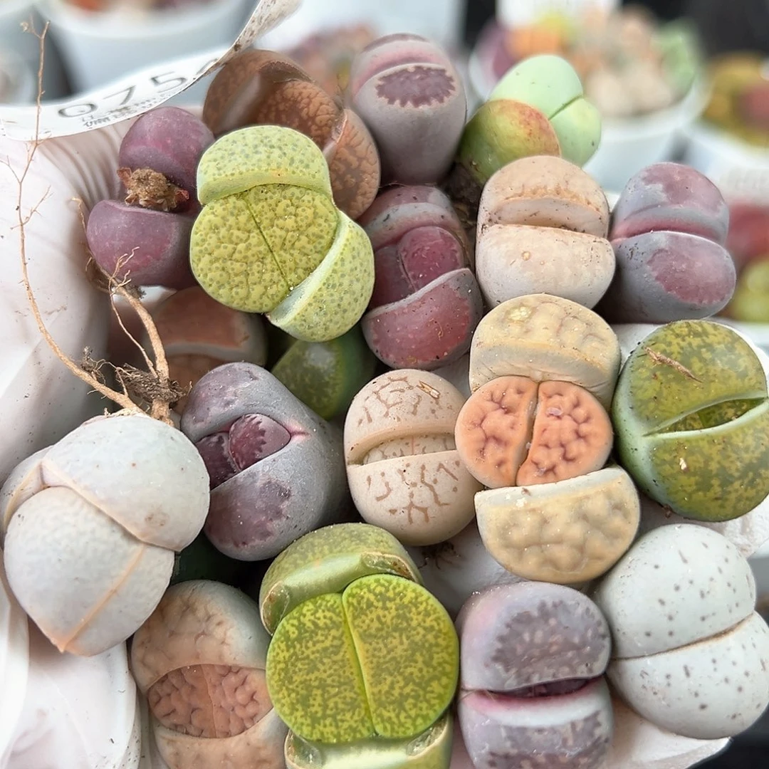 好养易活生石花大母本0754共20颗