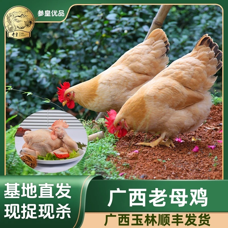 【参皇】广西玉林谷物老母鸡≥1kg/只慢养500天现宰去除干净内脏散养