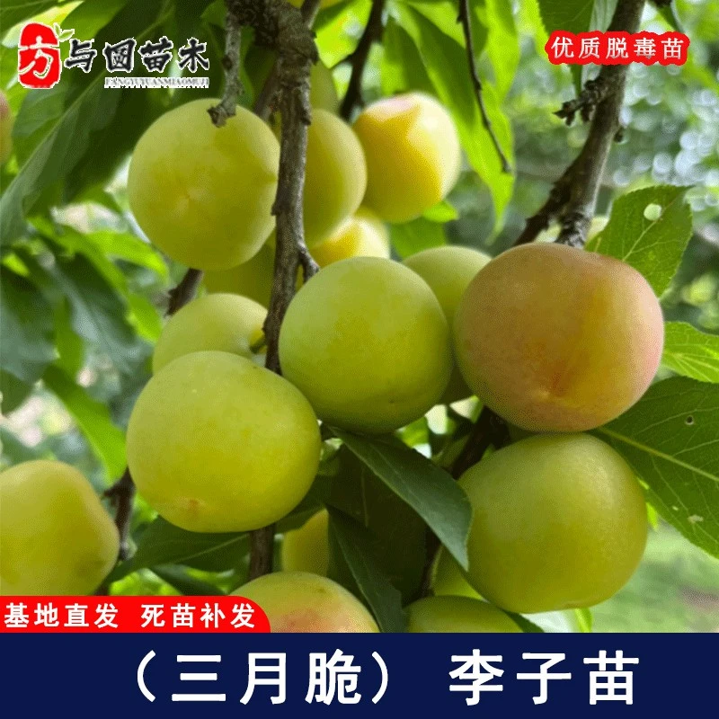 嫁接特早熟青脆三月李李子树苗小珍珠酸李子苗盆栽地栽当年结果