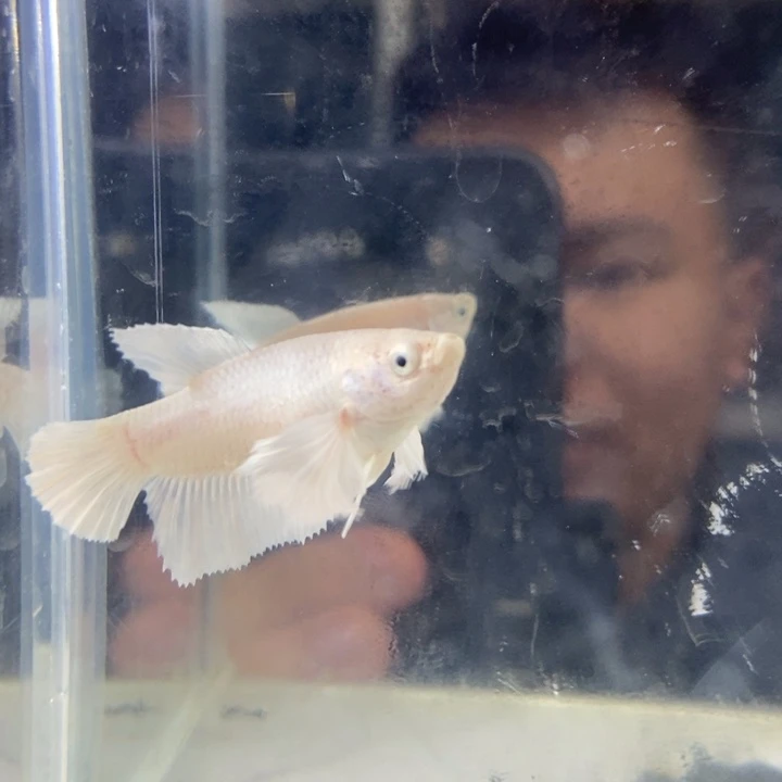 斗鱼所见即所得包活不包损020