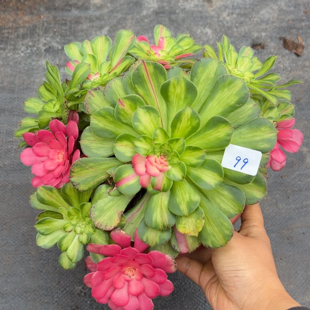 99知否多肉嘻嘻嘻嘻了