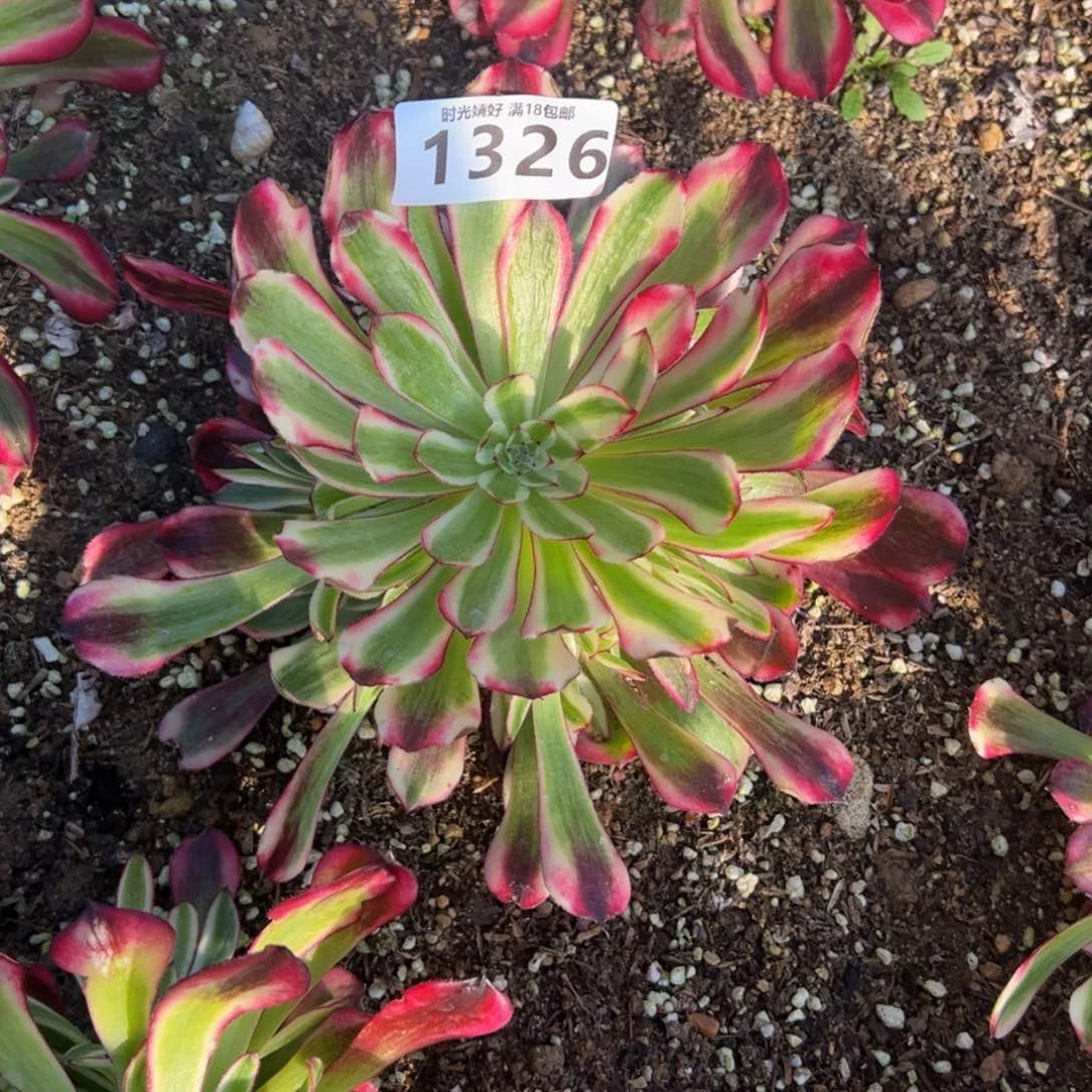 1326红铜壶多肉植物