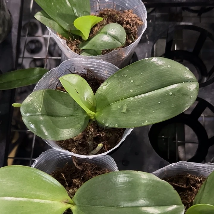 无花朵香奈儿2.8瑕疵有叶损