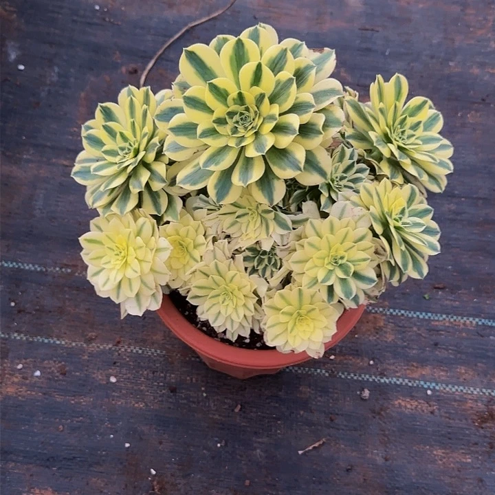 咫****涯1233多肉法师锦1111