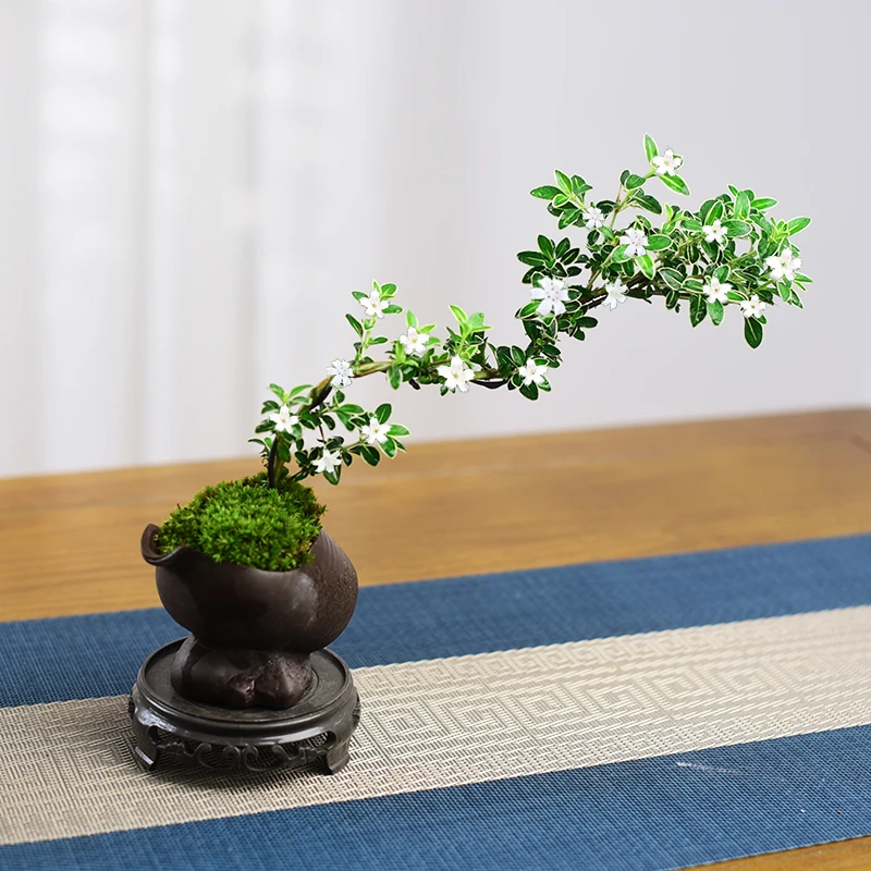 六月雪盆景悬崖白花茶桌禅意室内窗台小绿植物办公室茶几桌面盆栽