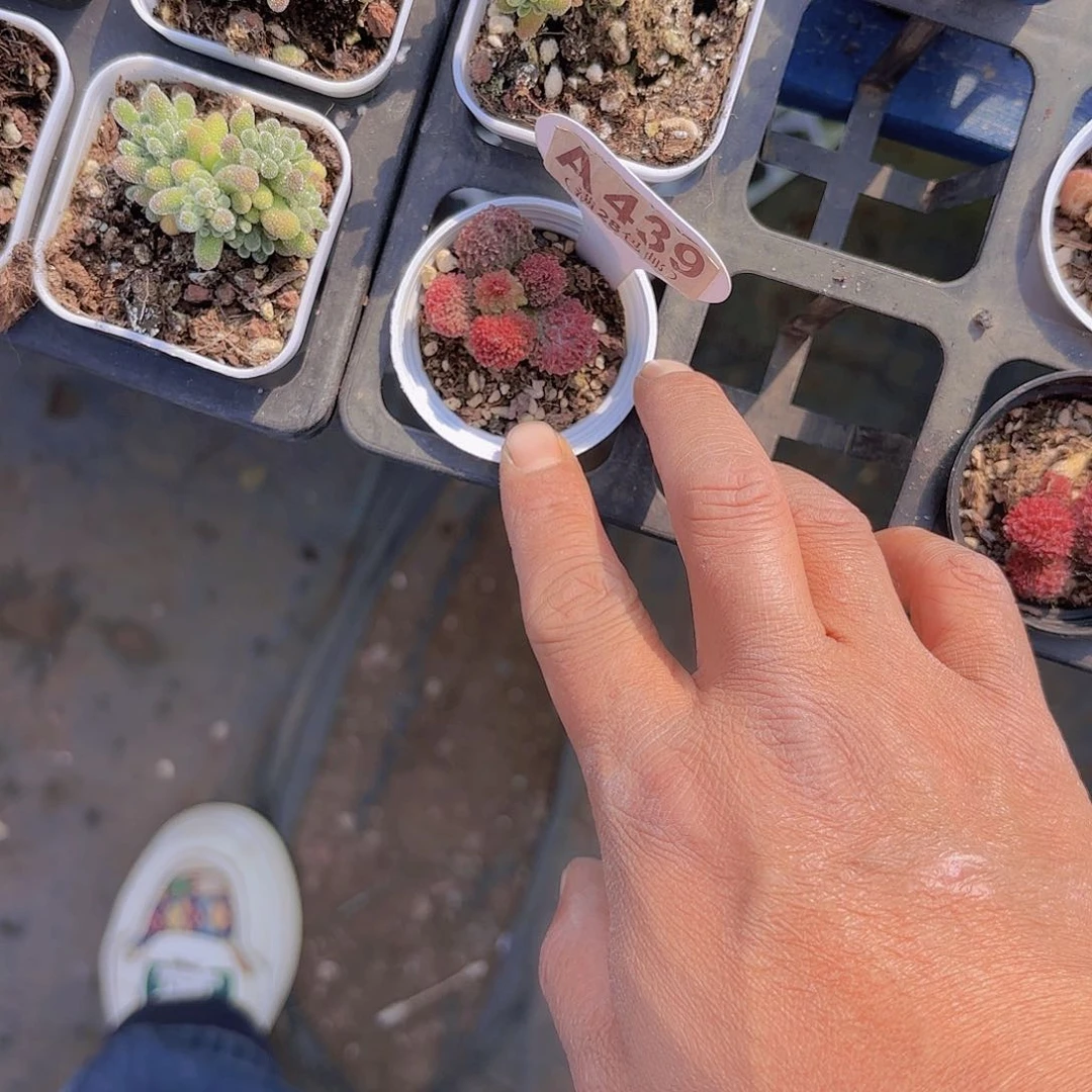 -****-A439朱子语yi wu yi pai