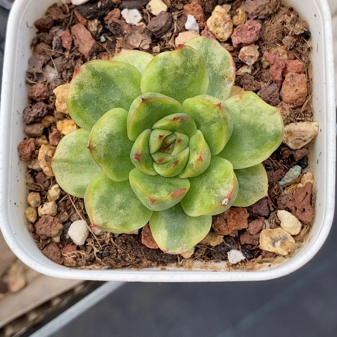 冰河世纪锦30包邮非偏远