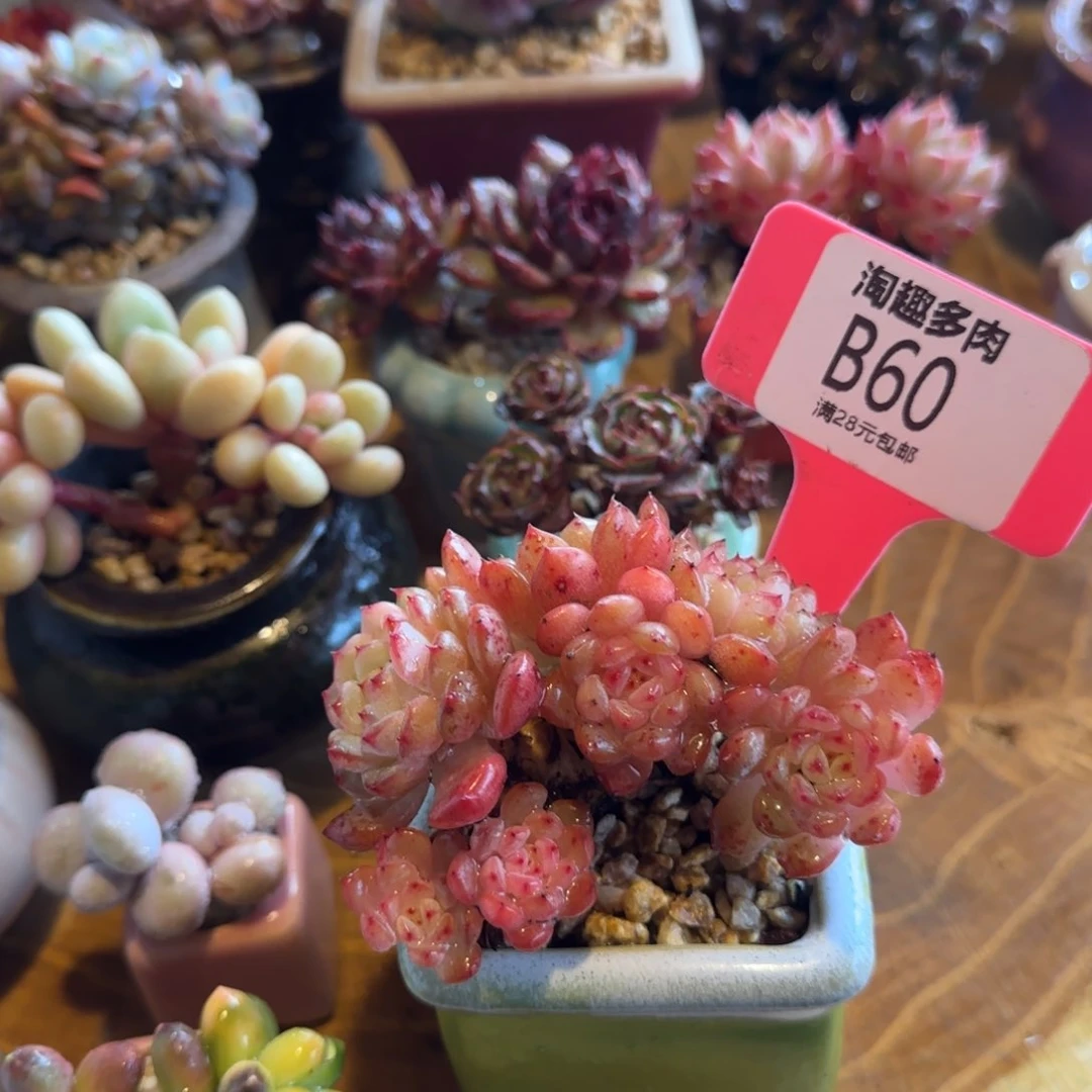 不****～多肉植物肥胖子朵朵坠老庄