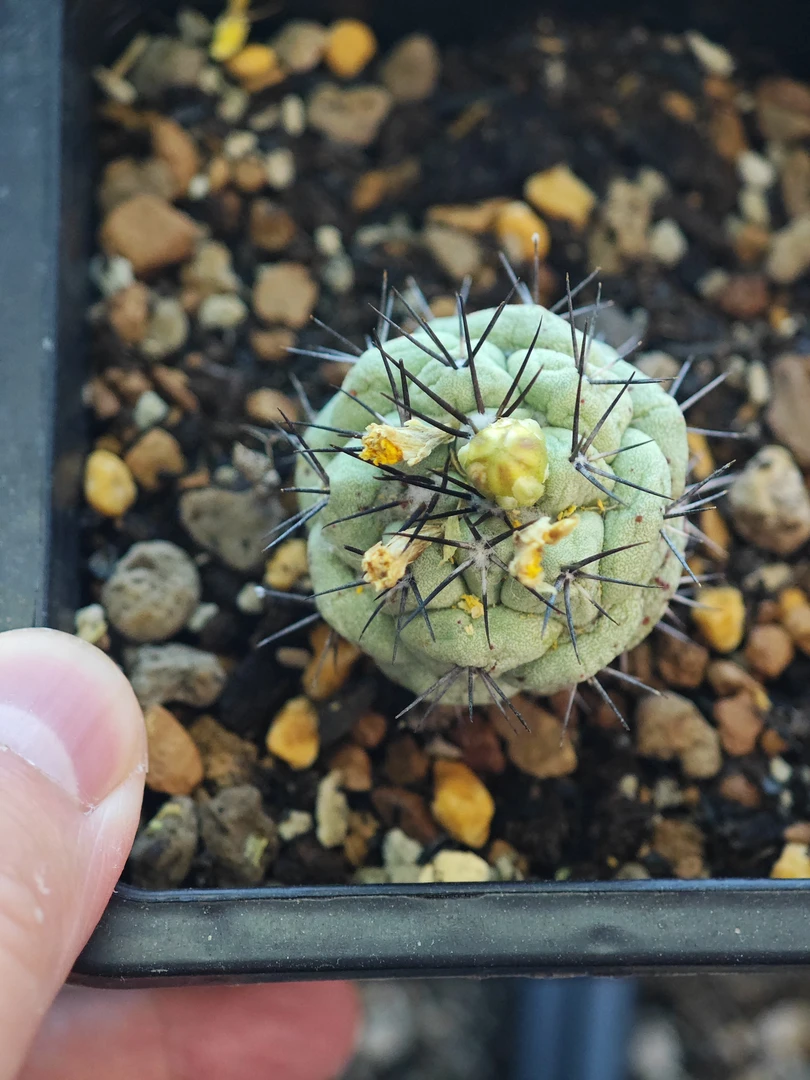 帝王丸仙人球，7年实生，精控绿植盆栽室内家居办公多肉植物防辐射