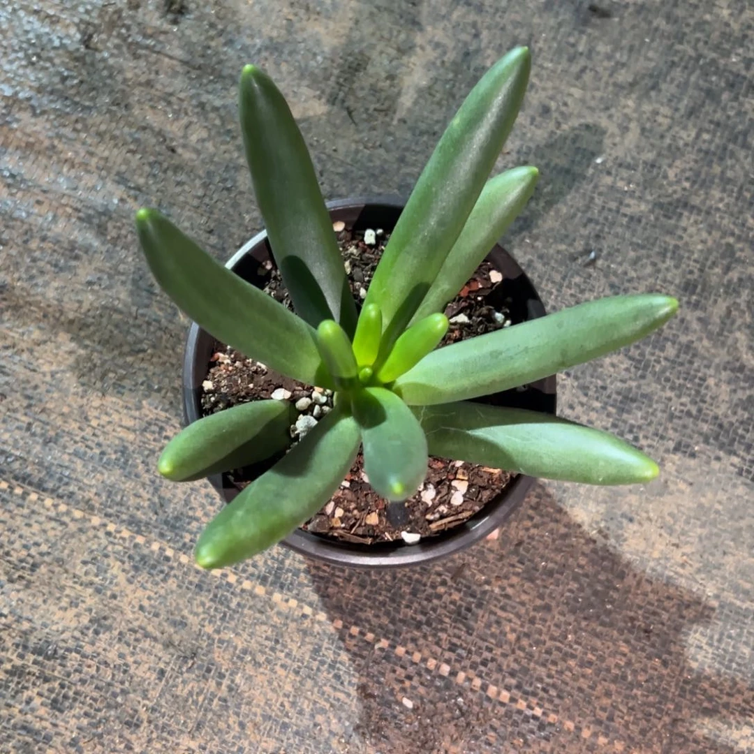 一物一拍链接，小歪歪