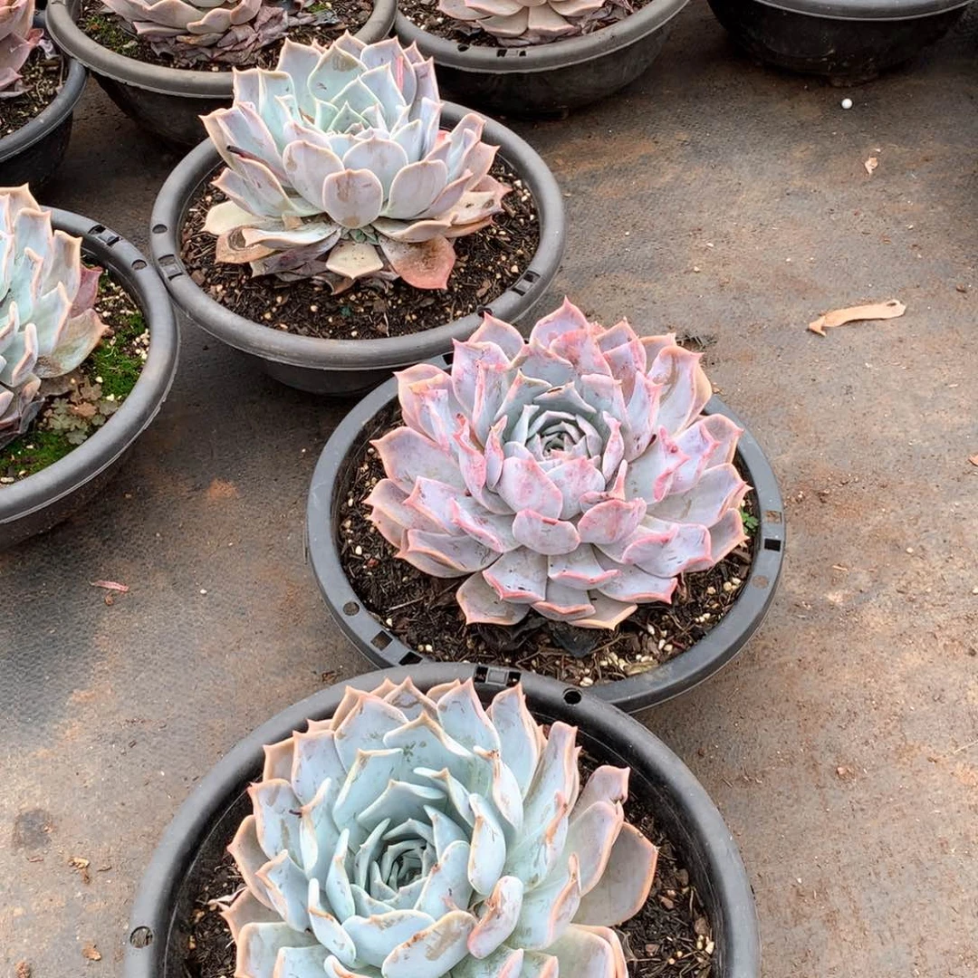 多肉植物量拍露西那12.8大单头起