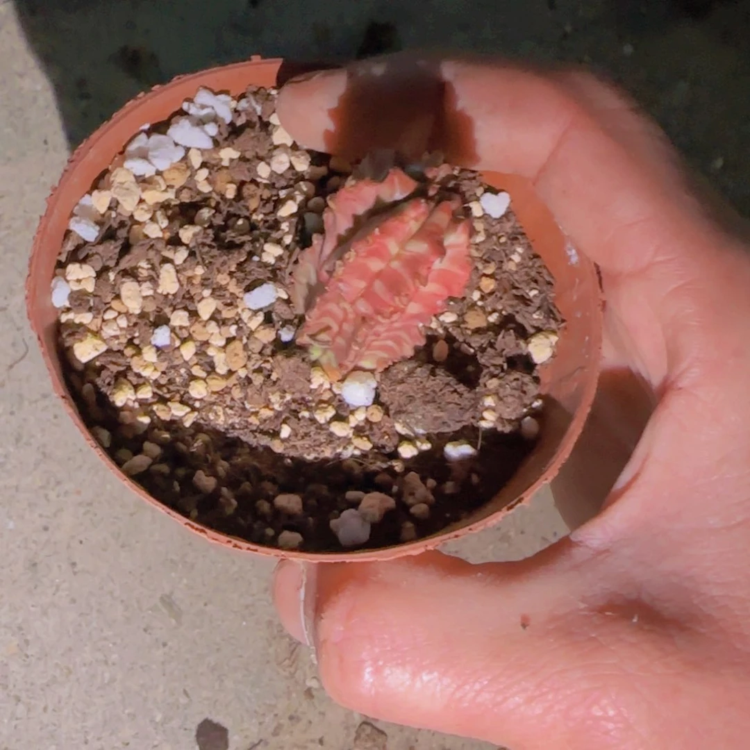 K***n块根植物块根植物