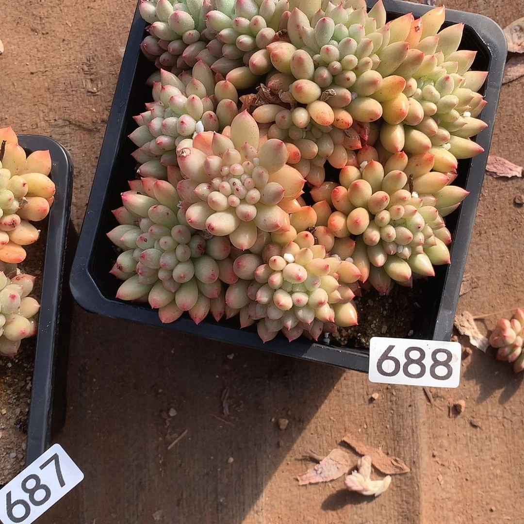 688 一物一拍多肉