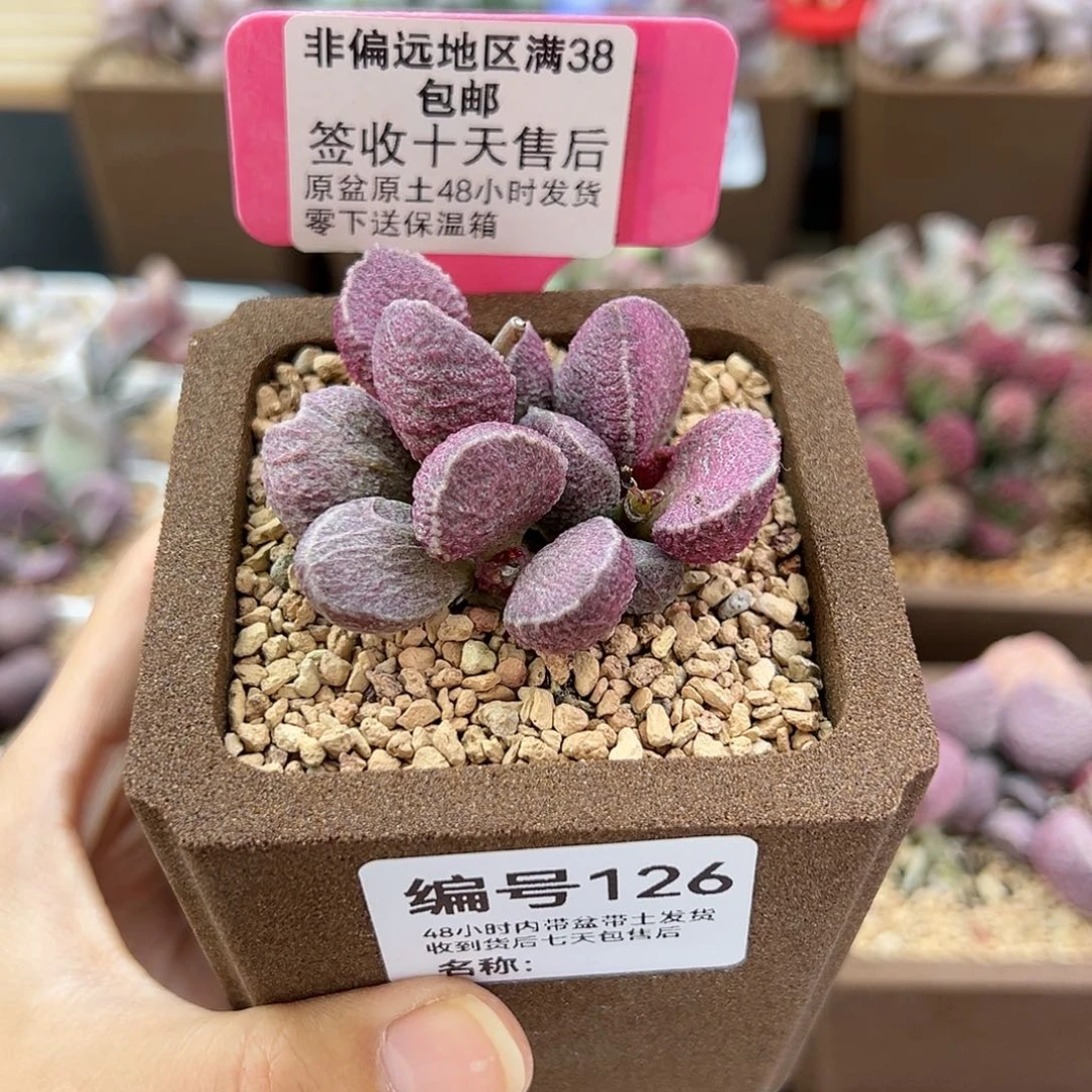 独**身126哈默猪肝多肉