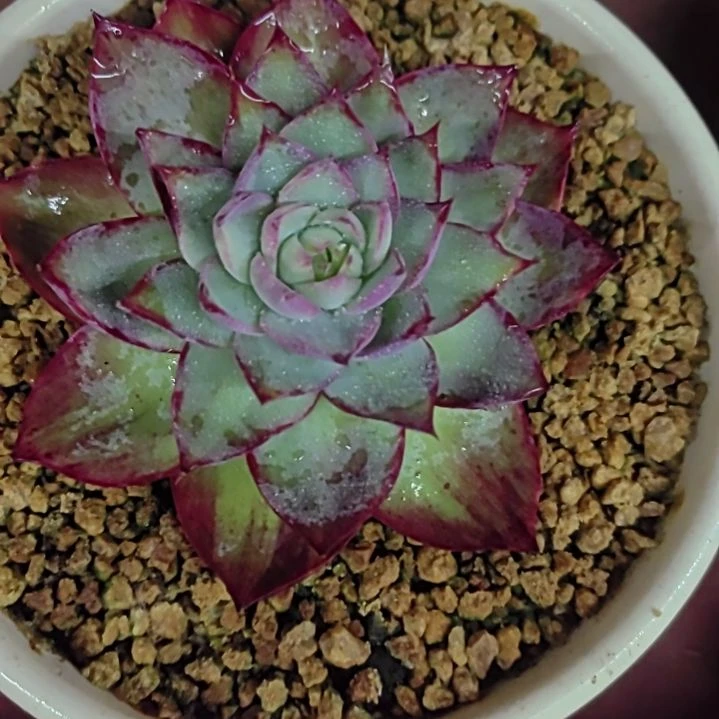 多肉植物惊鸿仙子