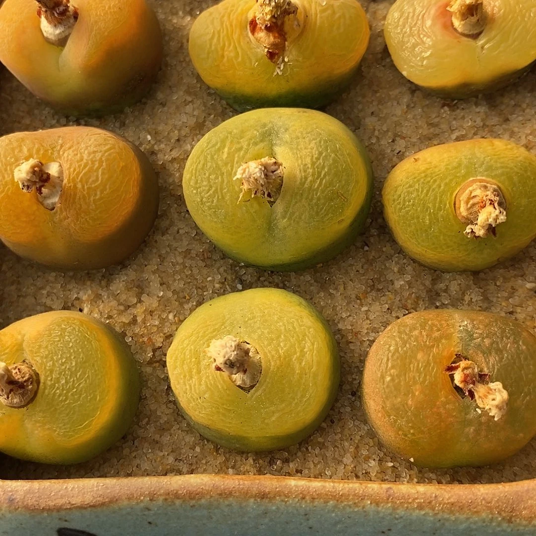 2953黄绿蟠桃一组。