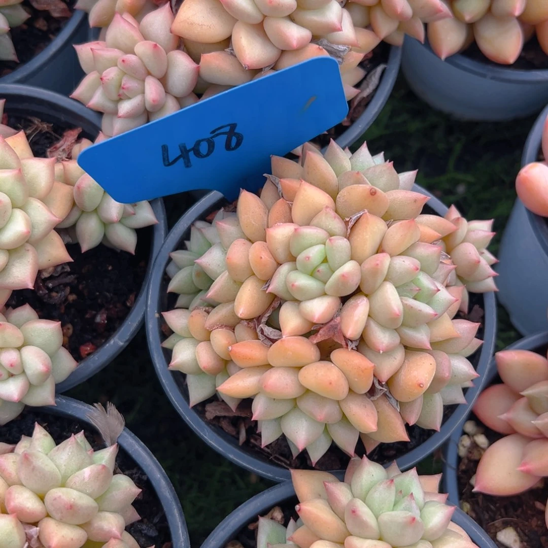 福利来啦打榜啦打榜