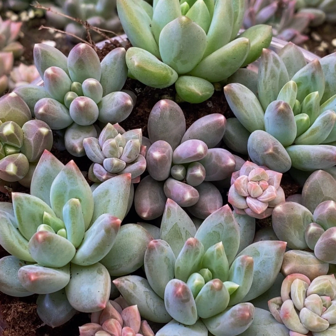 036多肉植物保护研究所所长的时间