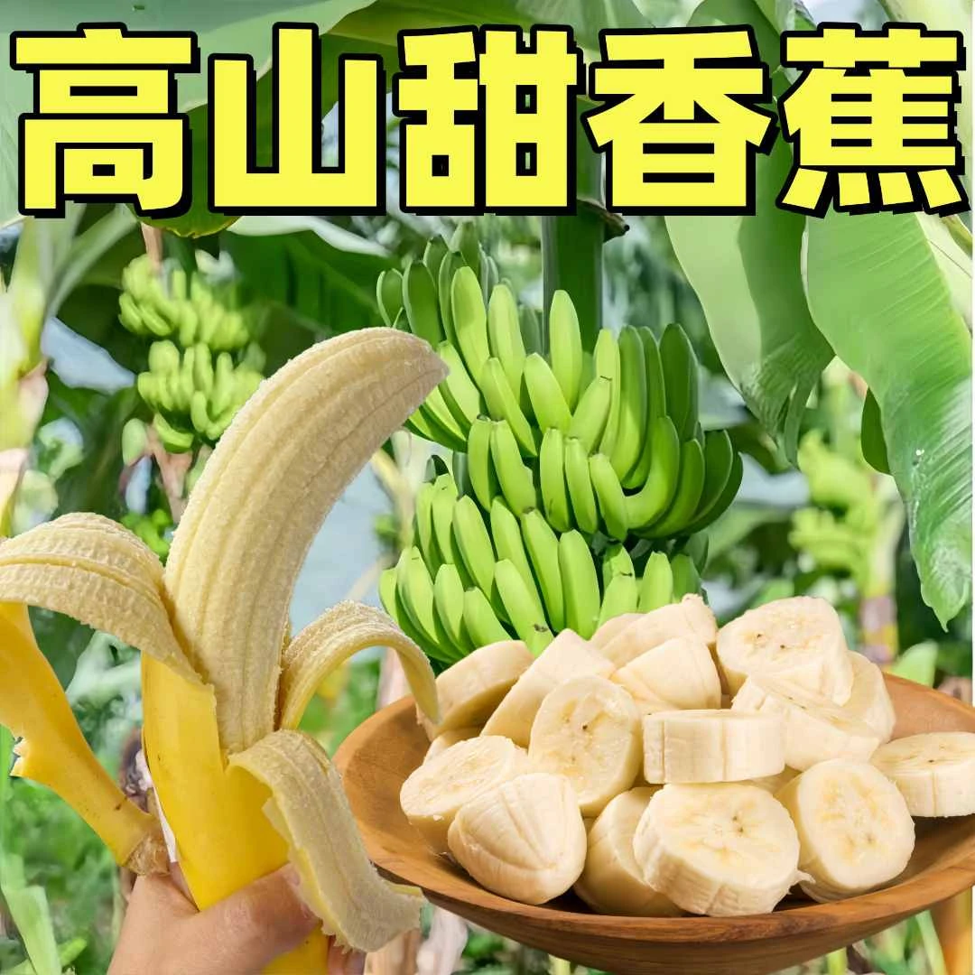 广西高山甜香蕉应季新鲜水果软糯香甜自然成熟芭蕉大香蕉整箱批发