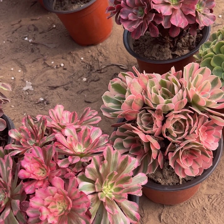 红彤白加粉女巫裸根