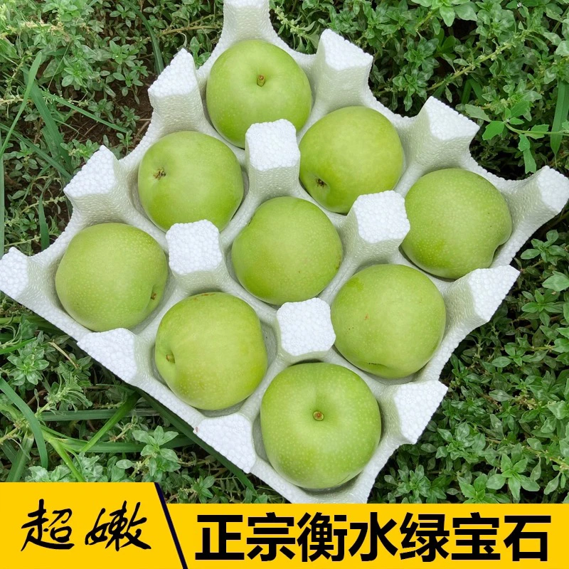 2025年新果河北绿宝石梨青皮梨新鲜当季整箱水果脆甜多汁现摘酥梨