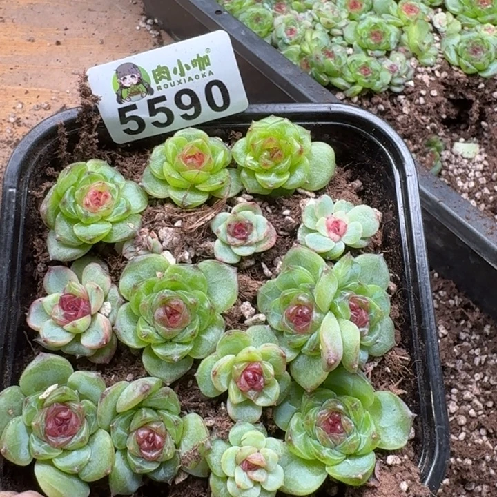 彩****多肉植物多肉植物