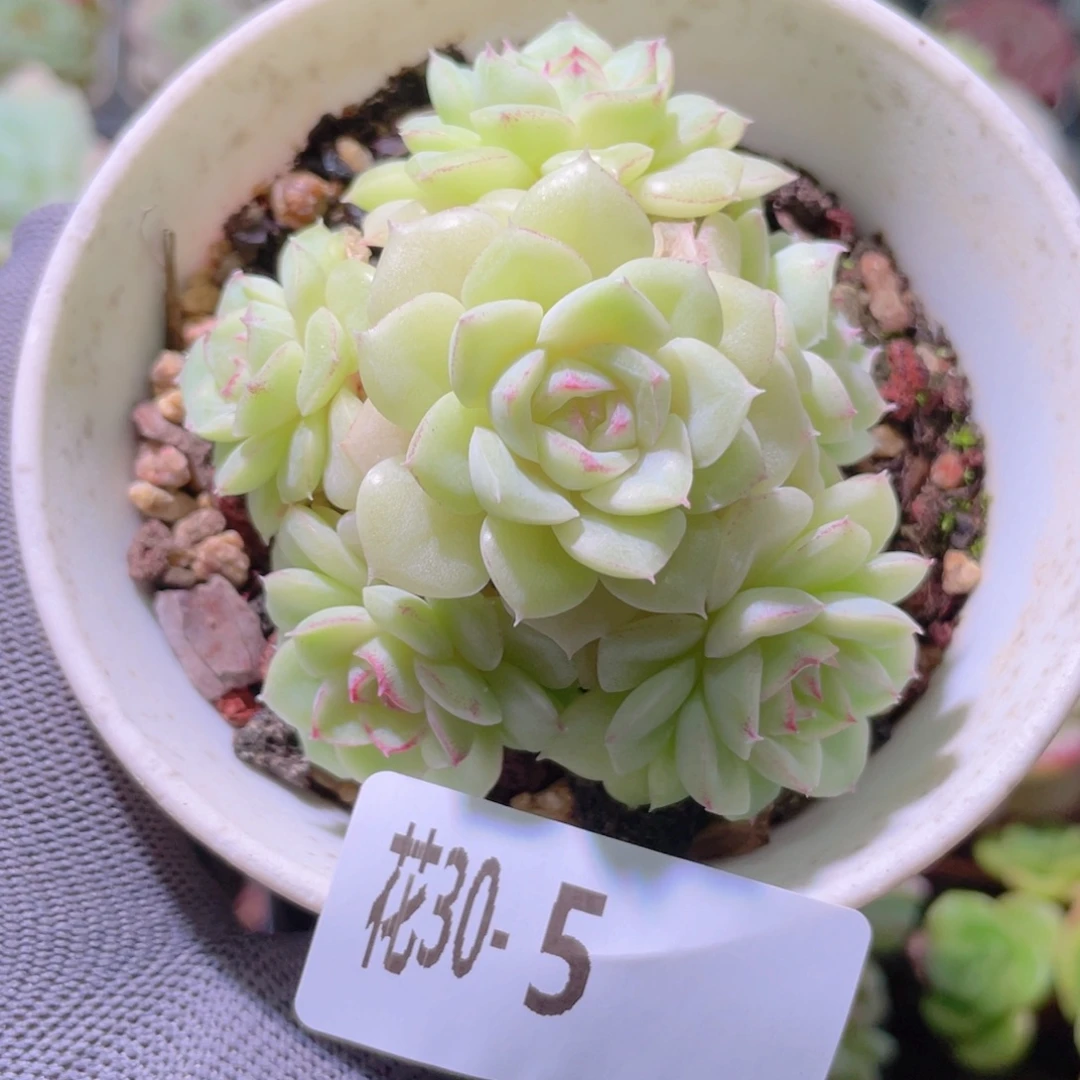 花利美30-5白天鹅