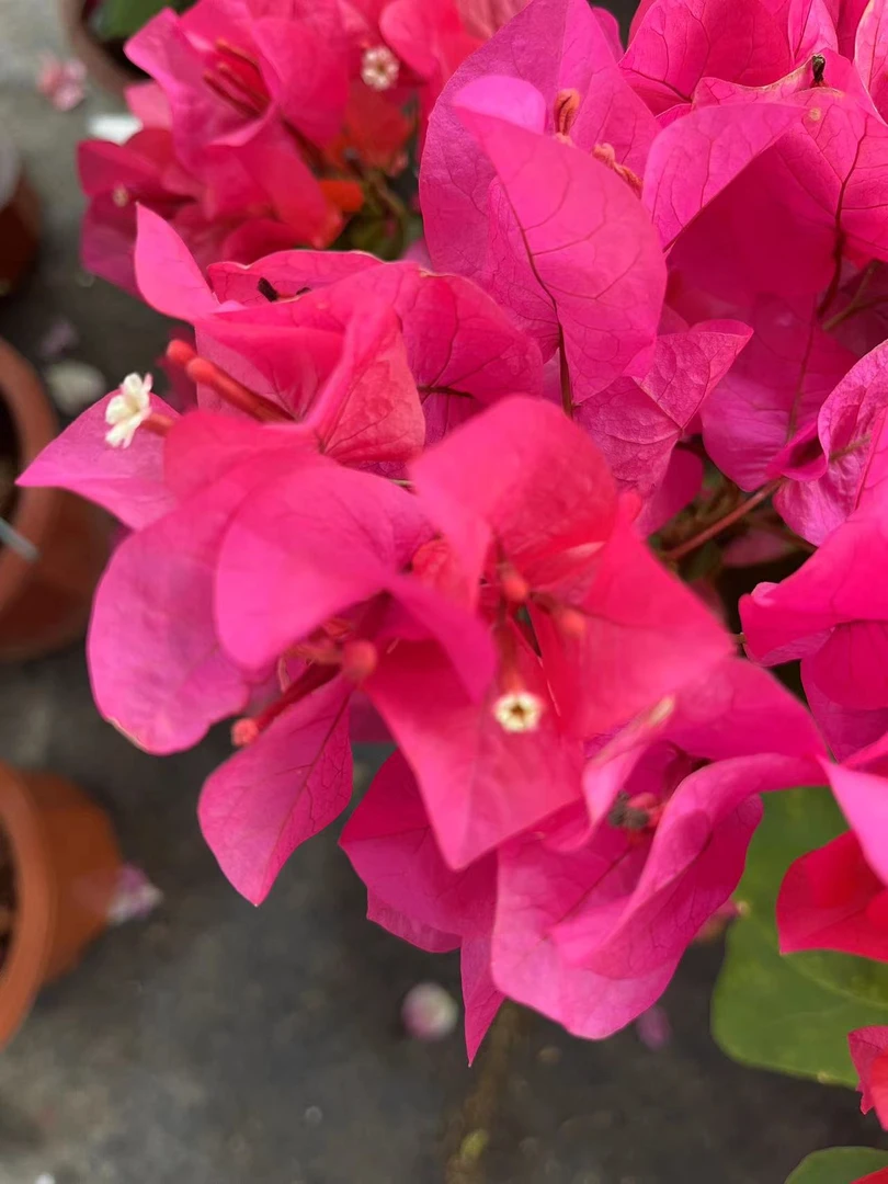 【同安红】三角梅盆栽爬藤植物四季基地美丽土壤绿植原盆土带花发