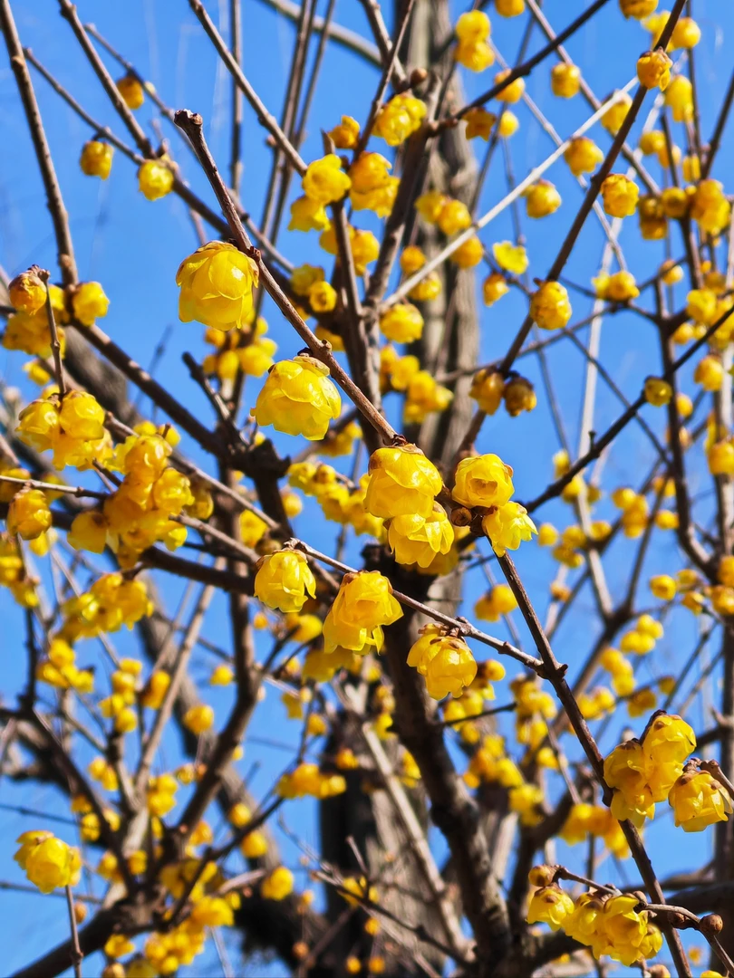素心腊梅花苗阳台庭院一物一拍