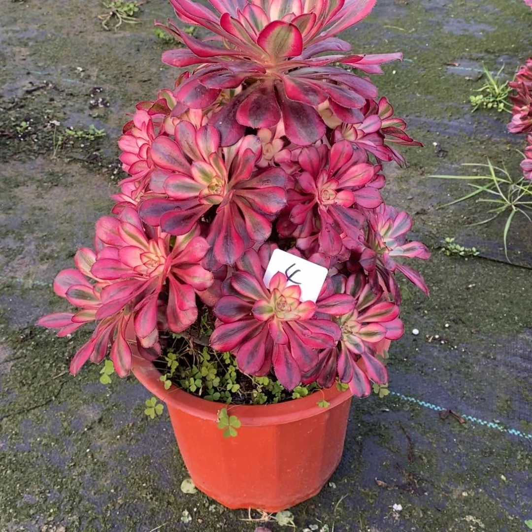 无花朵H*Y多肉植物组合拼盘4