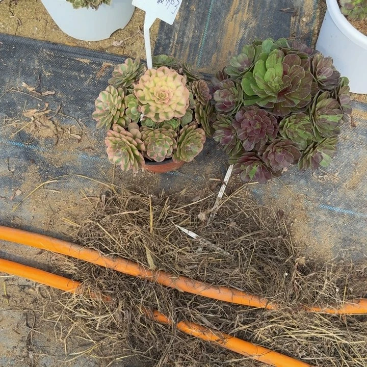 诺***了寄养发货，诺言 多肉植物