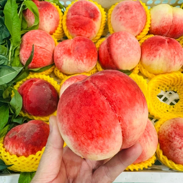 【只限山西省内可拍】脆甜水蜜桃 桃味儿十足  一份五斤装8-9颗左右