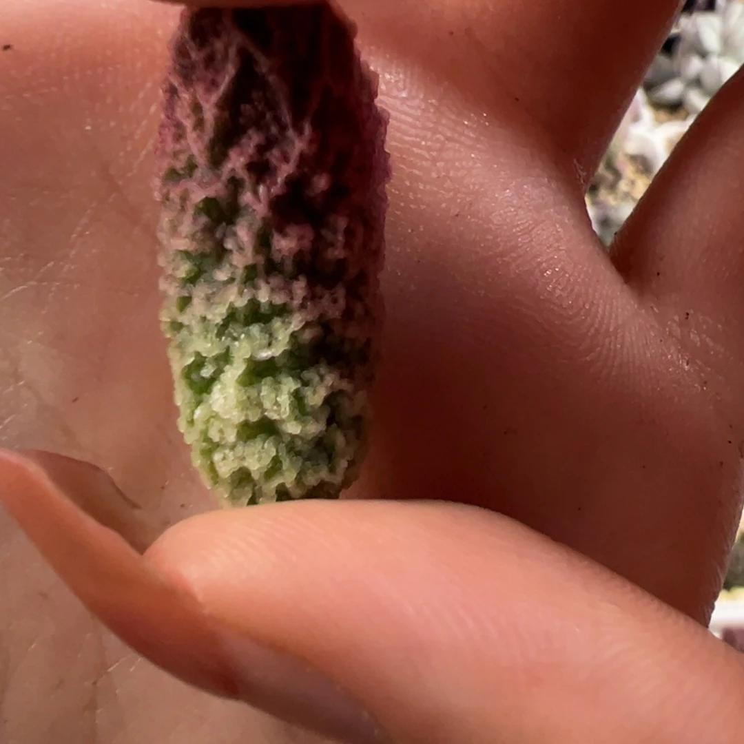 无花朵幽月叶子多肉植物水泡多肉植物水泡