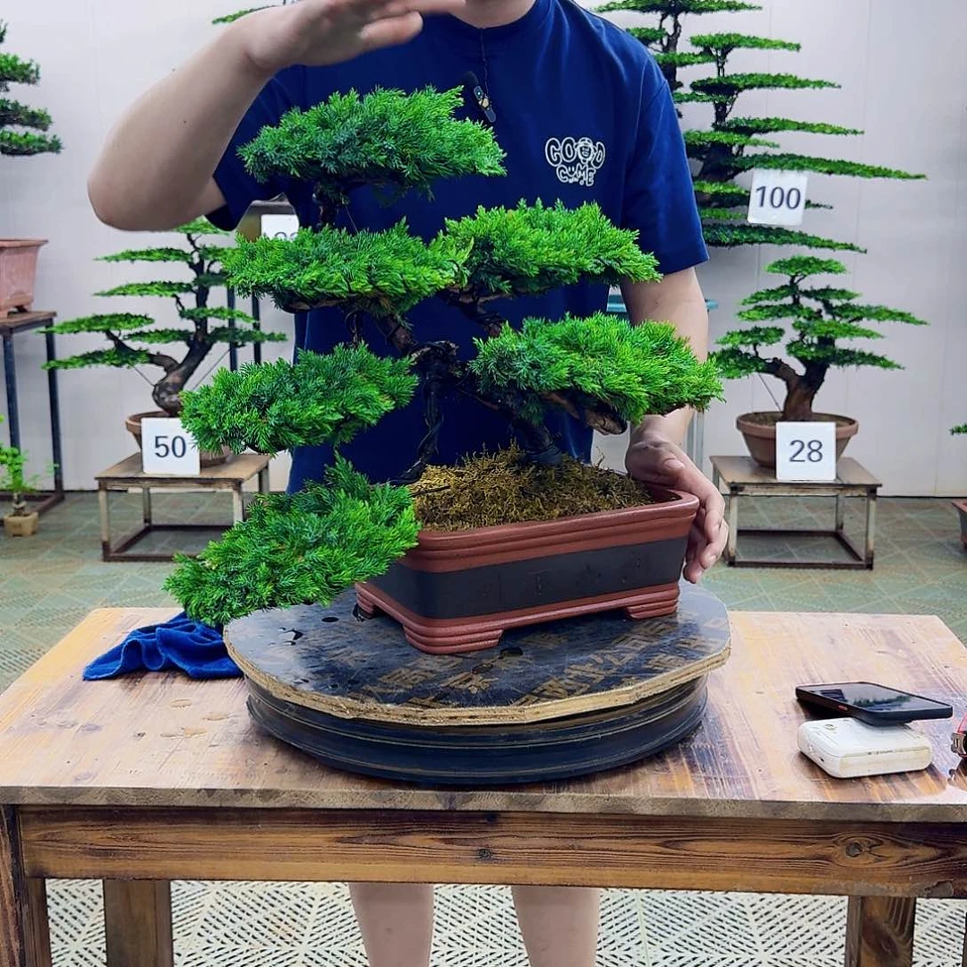 无花朵柏树造型盆景带盆