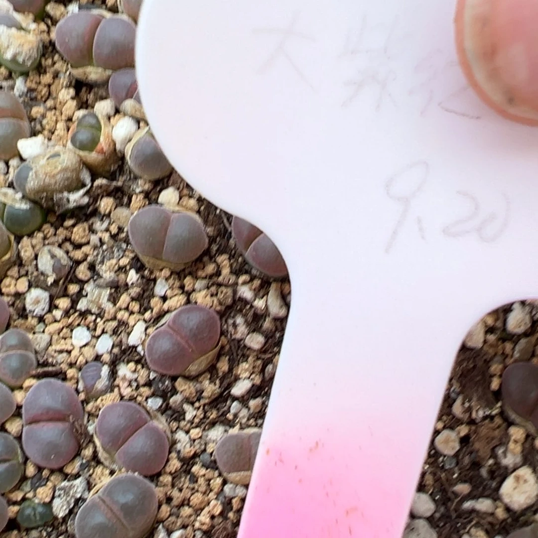 量拍大紫红风铃一颗