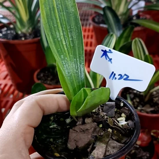 成****君子兰一物一拍谢谢