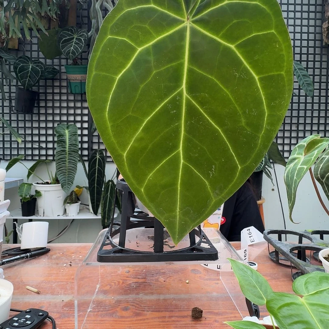 无花朵零****?一物一拍E163