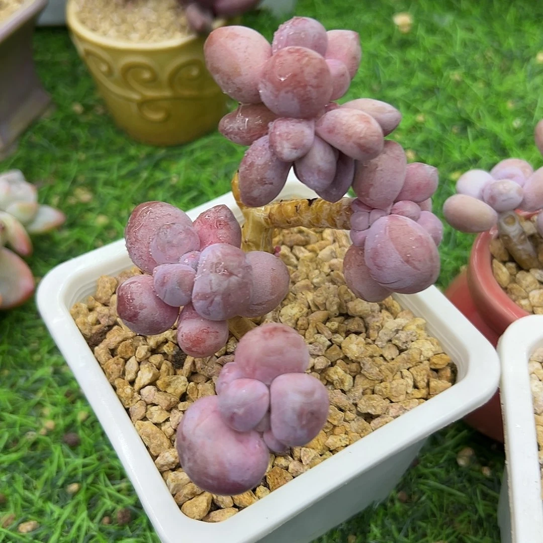 ?*单啊石榴籽星影小树福利