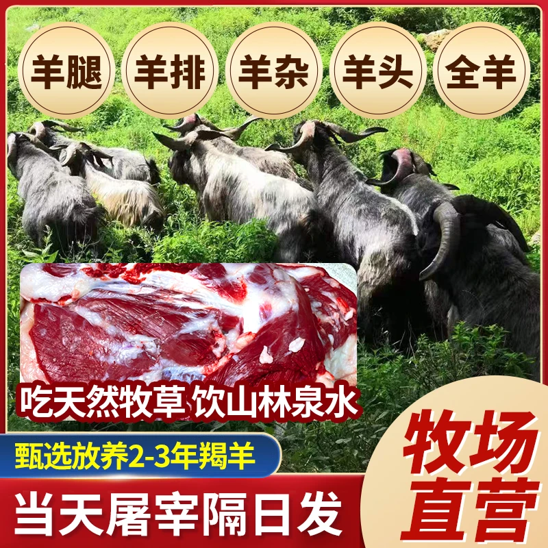 【直播称重改价】灵丘大青背山羊 黑山羊 高山放养当天宰杀 3斤起拍