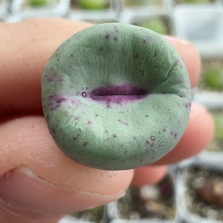 老马生石花se嘴931