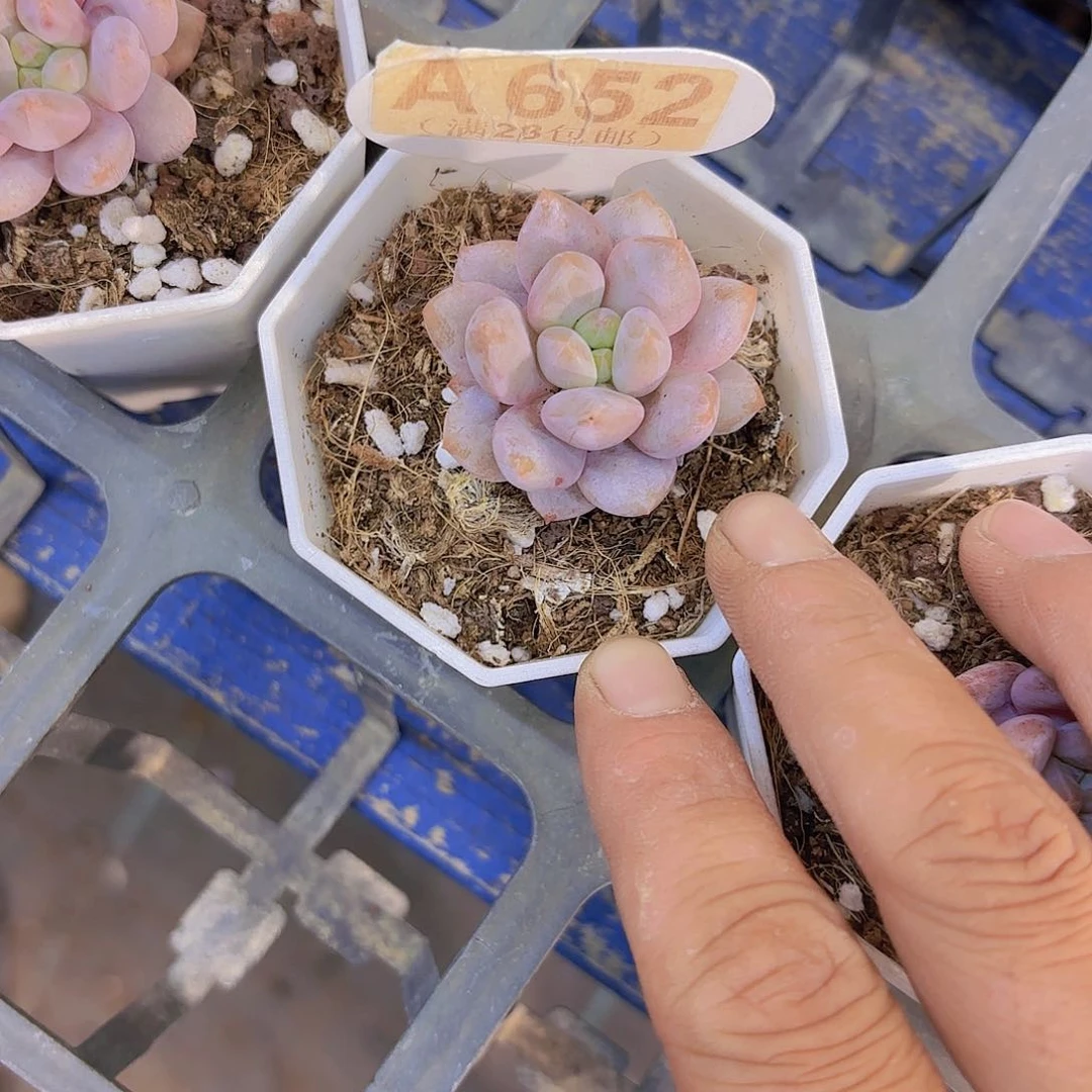 A652半夏一物一批