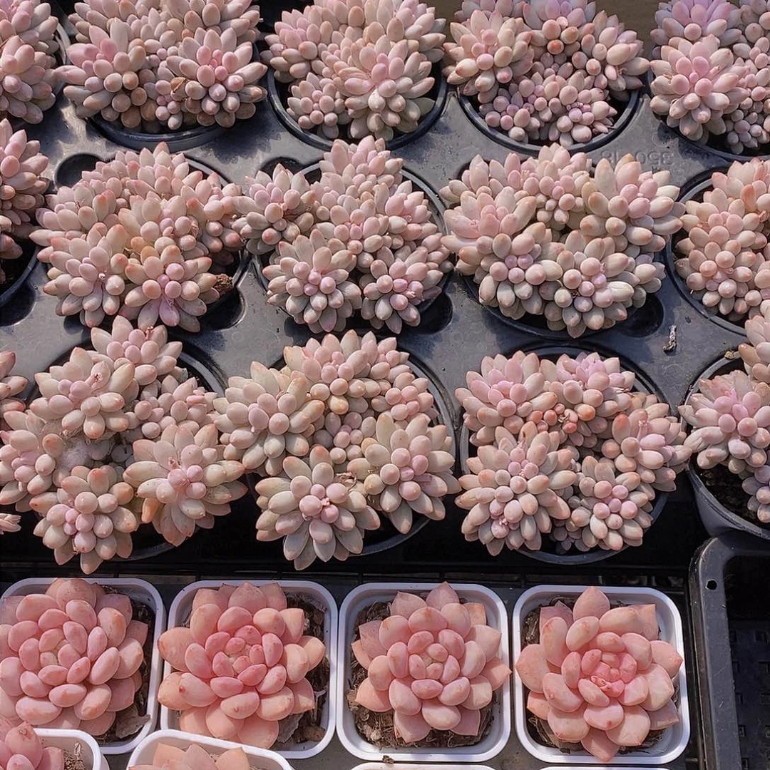 婴儿手指群福利一颗 量拍