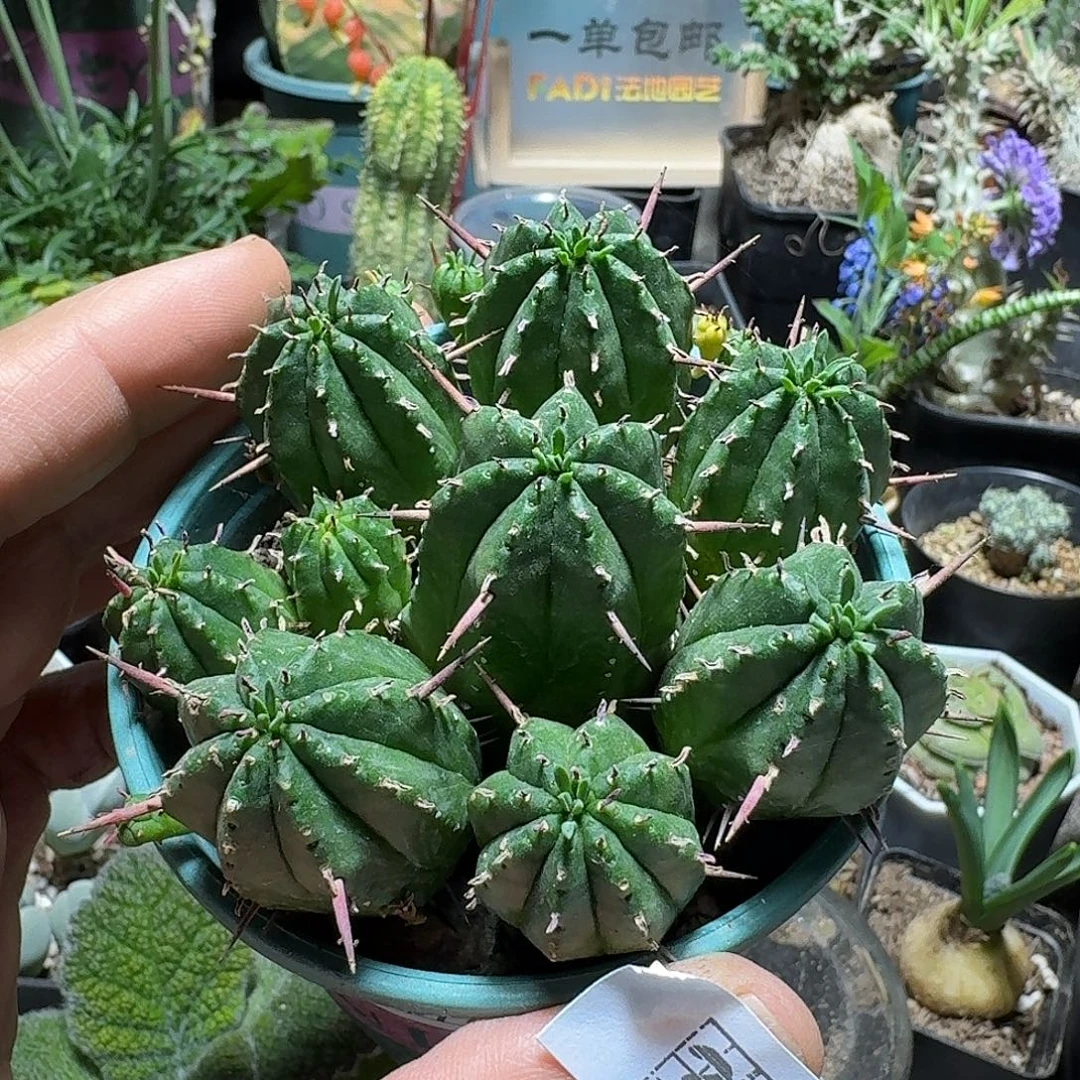 393红彩阁脱土发货