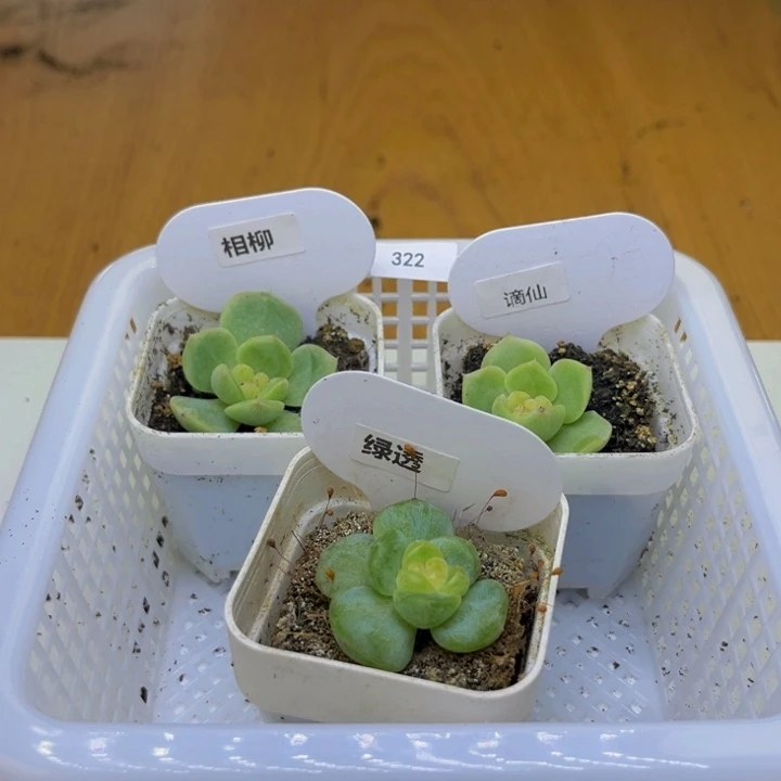322多肉植物多肉植物
