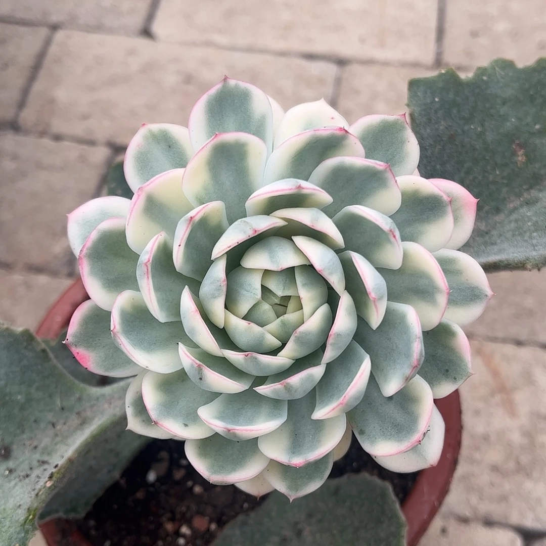 粉水晶锦 婕宝一物一拍